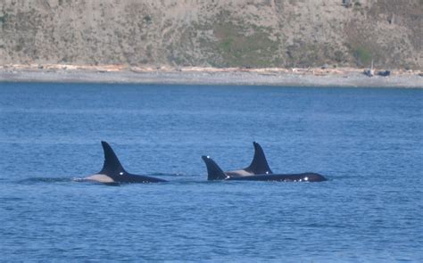 Check spelling or type a new query. San Juan Island Whale Watching at its Finest! Orcas ...