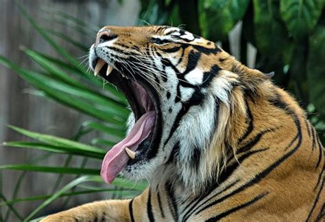 Sumatran Tiger Sumatran Tiger Tiger Photography Tiger