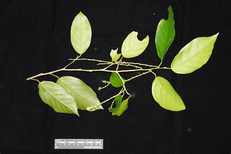 Ochanostachys Amentacea Petaling Olacaceae If Youre Usi Flickr