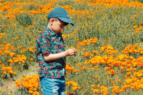 Why We Never Visit Antelope Valley California Poppy Reserve - Roads and