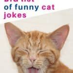 Cat Jokes That Are So Funny You Ll Be Feline Pawsome