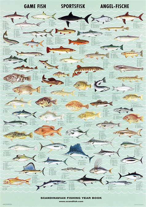 Game Fish Poster Chart With 67 Different Game Fish