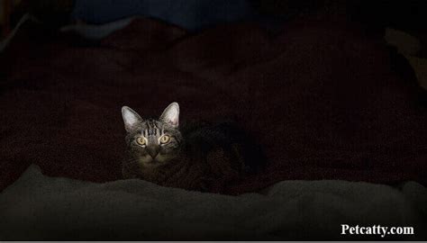 Are Cats Scared Of The Dark 4 Factors And Signs Pet Catty