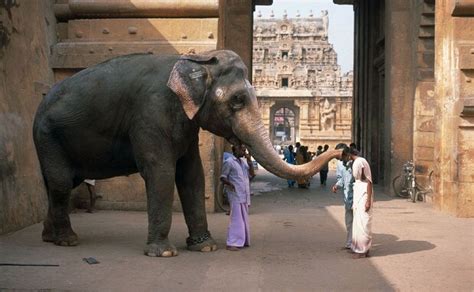 Indias Overweight Temple Elephants To Go On Diet