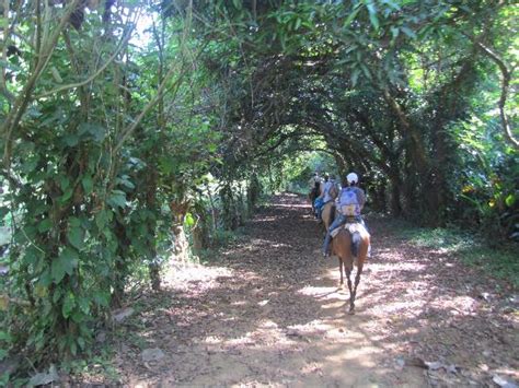 Nauyaca Waterfalls Horseback Riding Tours Dominical 2020 All You