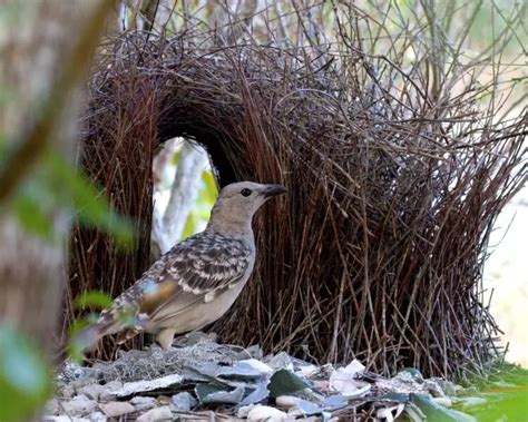 Great Bowerbird Facts Diet Habitat And Pictures On Animaliabio