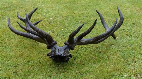 4000 Year Old Red Deer Skull And Antlers Found In Borth Bbc News