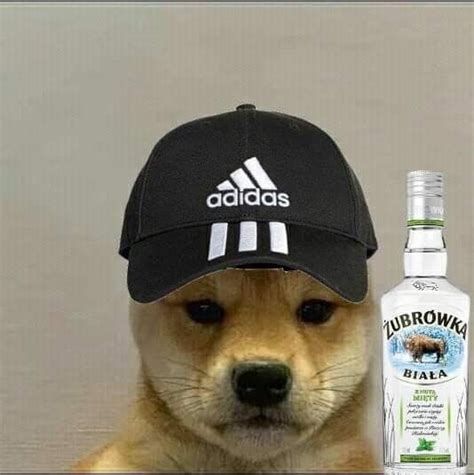 Pin By Stilly On Dog With Hat Cat Aesthetic Dog Images