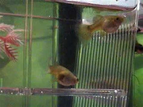Now, i am going to give you the instructions: Pregnant Guppies! How long do you think til they give ...