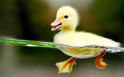 Cute Baby Ducks