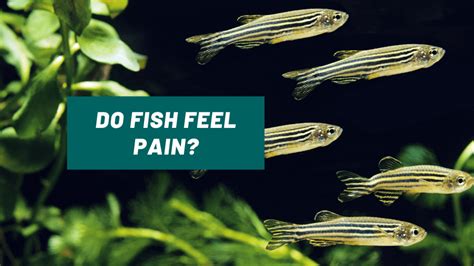 Do Fish Feel Pain