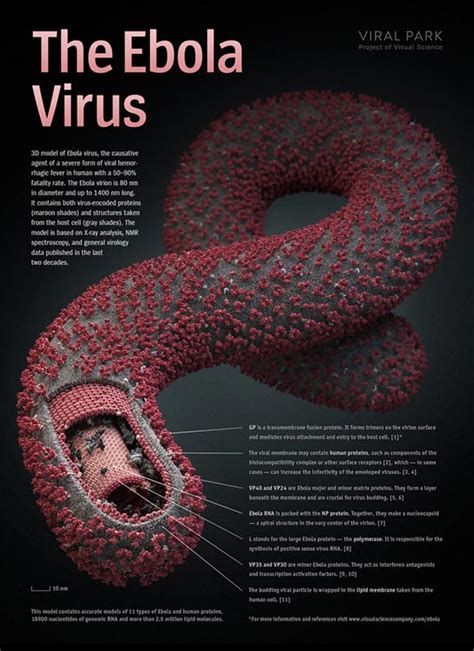 visual science s ebolavirus 3d model is 10 times more complex than their hiv model