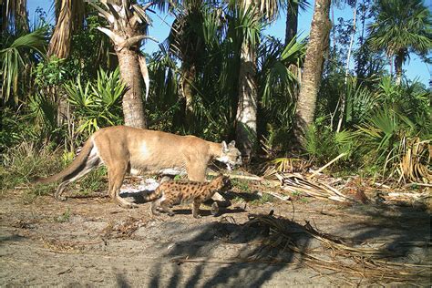 Floridas Panther Population Is Growing So Is Its Human Population
