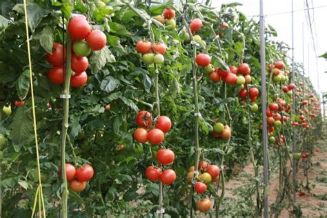 Dicas Básicas Para O Cultivo De Tomates Na Primavera