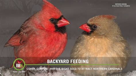 Attracting Northern Cardinals Youtube