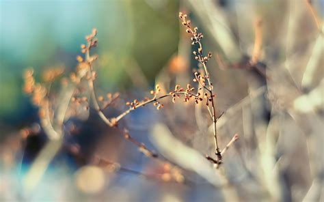壁纸 阳光 水 性质 草 冬季 科 早上 霜 开花 弹簧 冷冻 树 秋季 叶 厂 季节 植物区系 枝条
