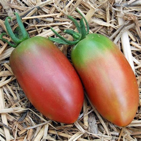 Purple Russian Tomato Renaissance Farms Heirloom Tomato Seeds