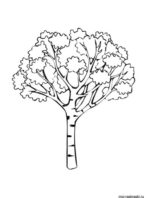 Birch Tree Coloring Pages For Kids Free Printable Birch Tree Coloring