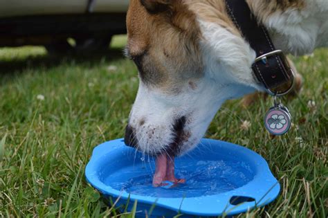 5 Warning Signs Of Dehydration In Dogs How To Prevent And When To