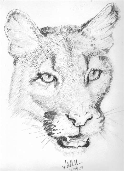Pencil Drawings Of Animals Feqtutg