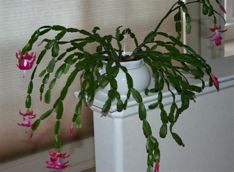 How to care for holiday cactus plants. There are many "footed" ferns which produce fuzzy - GFinger