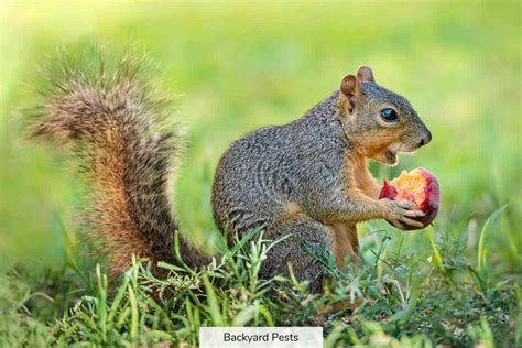 Complete List Of Foods Squirrels Eat That Are Good For Them And Why