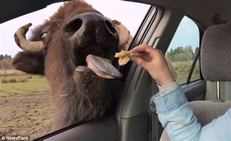 Buffalo Sticks Tongue Through Car Window And Licks Passengers In Video
