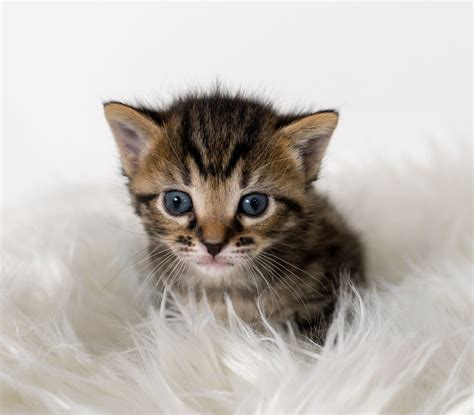 Newborn kittens haven't yet developed strong immune systems. Foster Newborn Kittens Near Me