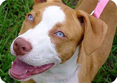 Pedigree information about the american bulldog bacchus bulldogs' nala blue eyes. Skye the Blue-Eyed Puppy | Adopted Puppy | 6003603 | Ocala ...