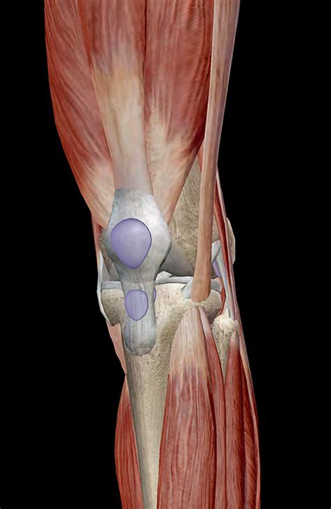 They are attached to the femur (thighbone), tibia (shinbone), and fibula (calf bone) by fibrous tissues called ligaments. Knee Muscle Anatomy Mri - Atlas of Knee MRI Anatomy - W-Radiology / Tendons attach the muscles ...