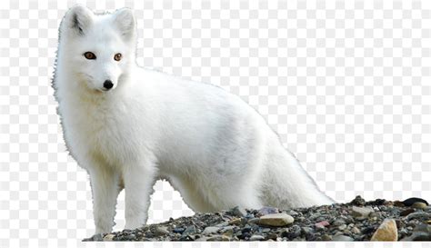 Le Renard Arctique De Larctique Fox PNG Le Renard Arctique De