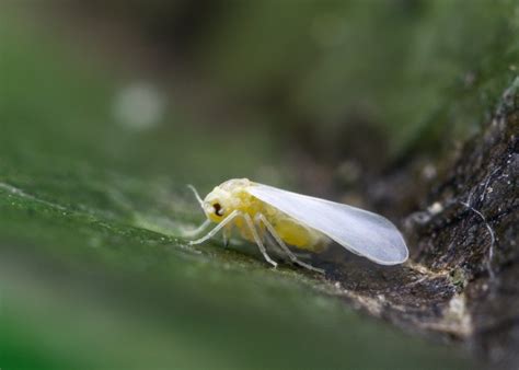 5 Ways To Control Whiteflies Online Pest Control