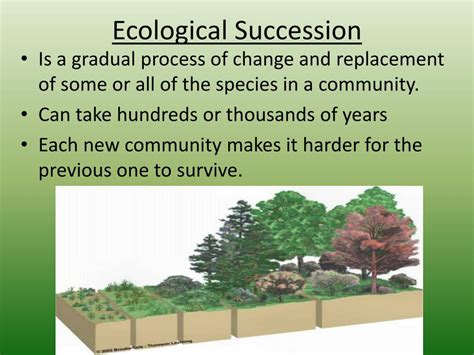 Ppt How Ecosystems Change Ecological Succession Powerpoint