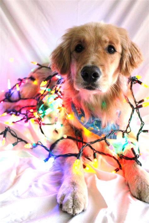 We did not find results for: Poor Dog. Finlay posing while wrapped in Christmas lights ...