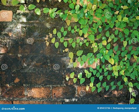 Green Creeper Plant On Brick Wall Stock Photo Image Of Grow Foliage