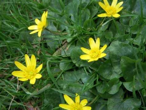 Early spring flowering shrubs are valued for their march and april blooms. British wild flowers April 2009 - YouTube