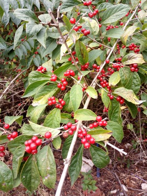 Nc Bush With Red Berries In Fall In The Plant Id Forum