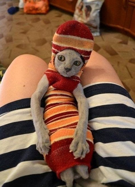This Cat Isnt Sure How It All Came To This Moment Stuck In A Sock