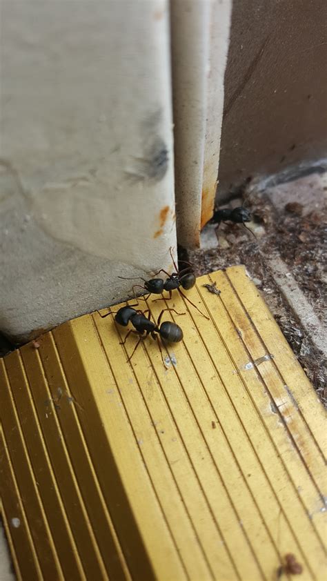 The 'queen' black garden ants are typically 9 mm long and sport a glossy black color with light brown stripes on the abdomen. Ant control by little black sugar ants and big black ...