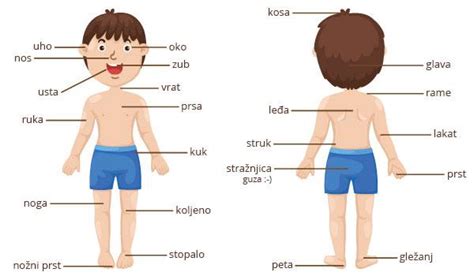 These are the pictures of human body parts. Basic Croatian vocabulary: Parts of the body