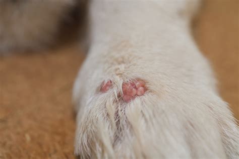 Canine Papilloma Virus Great Pet Care
