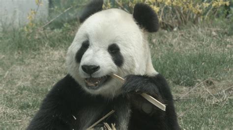 Up to 99 percent of the giant panda's diet is made up of bamboo, but this is a relatively recent development in their. Giant Panda Bear Eating Bamboo by bob963963 | VideoHive