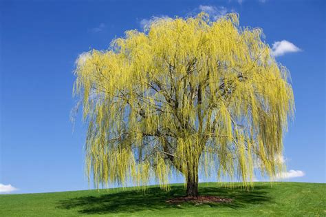 Different Types Of Trees With Their Names And Pictures For Easy