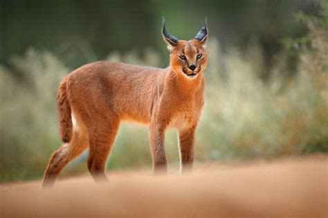 14 Caracal Cat Facts Remarkable Truths About A Wild African Cat