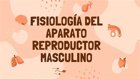 Fisiología Del Aparato Reproductor Masculino Bianca Murrieta Udocz