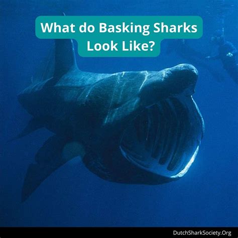 Basking Sharks Facts And Information Guide Dutch Shark Society