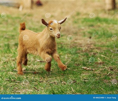 Baby Goat Stock Photo Image 40622480