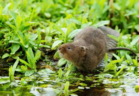 Returning Water Voles To The Hogmsill Citizen Zoo