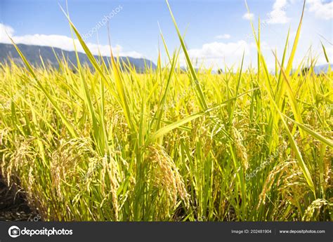 Closeup Beautiful Yellow Rice Field Stock Photo By ©tomwang 202481904