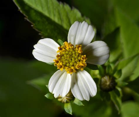 Les fruits de ces plantes sont pour la plupart hérissés de deux pappus ressemblant à. Bidens pilosa (Asteraceae) image 61420 at PhytoImages.siu.edu
